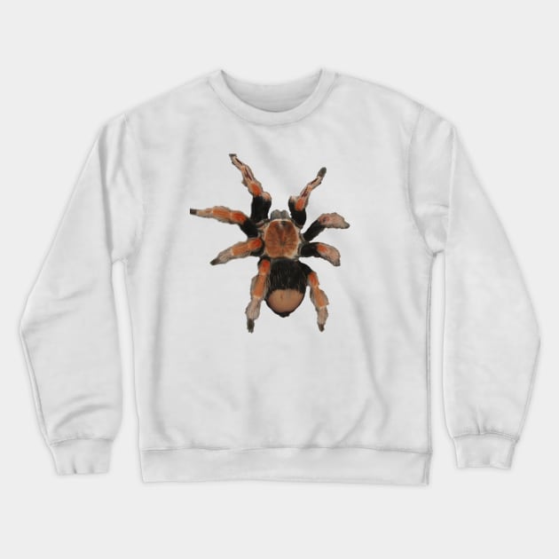 Tarantula Crewneck Sweatshirt by Guardi